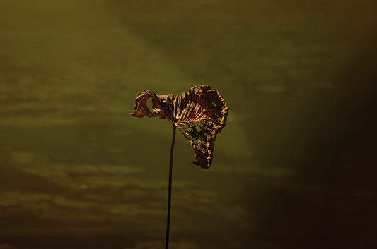 Transition, 2025, photography, 16 x 24 in. / 40.64 x 60.96 cm.