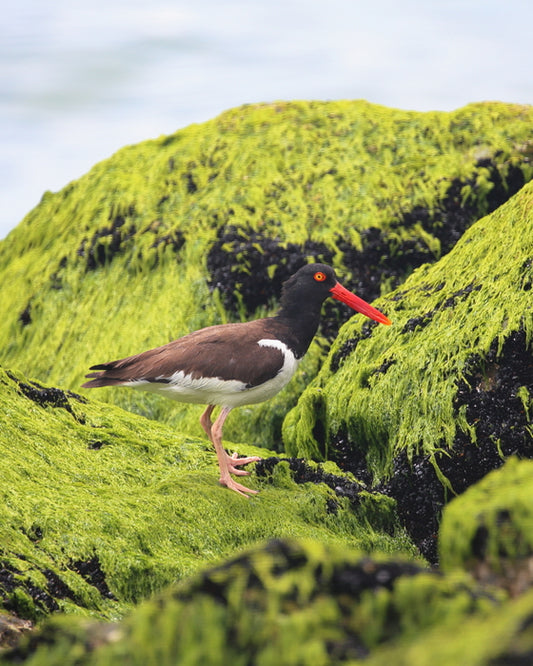 Oystercatcher, 2022, photography, 9 x 7 in. / 22.86 x 17.78 cm.
