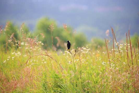 Bobolink in What Was Once a Landfill, 2021. photography, 9 x 12 in. / 22.86 x 30.48 cm.