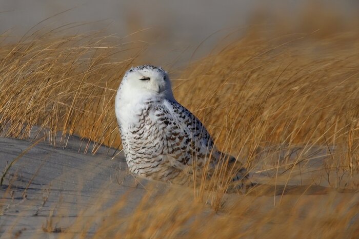 Snowy Owl at Nickerson Beach, 2019, photography, 9 x 12 in. / 22.86 x 30.48 cm.
