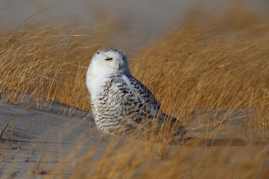 Snowy Owl at Nickerson Beach, 2019, photography, 9 x 12 in. / 22.86 x 30.48 cm.