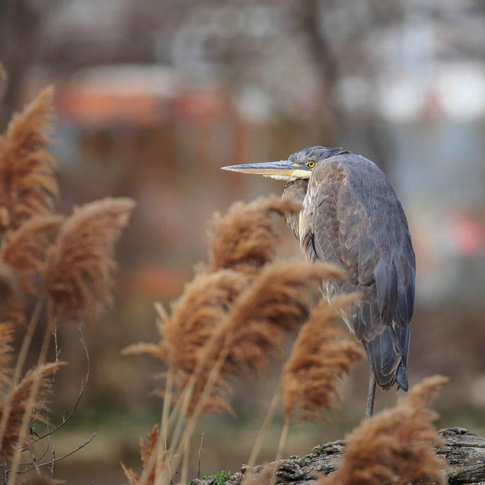 Great Blue Heron, 2023, photography, 9 x 12 in. / 22.86 x 30.48 cm.