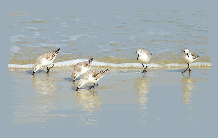 Shore Foraging, 2025, digital photographic art print, 14 x 22 in. / 35.56 x 55.88 cm.
