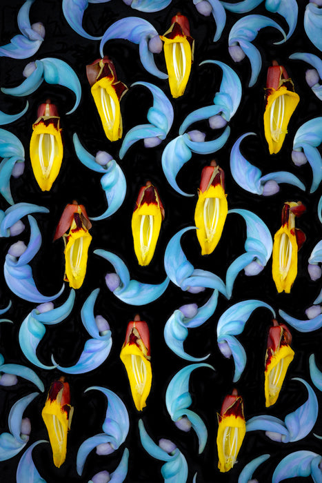 Jade and Trumpet Vine Flowers, 2025, digital photography, 22 x 17 in. / 55.88 x 43.18 cm.