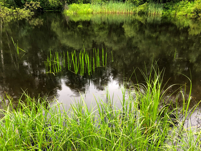 Vernality, 2023, digital photo, 19 x 24 in. / 48.26 x 60.96 cm.