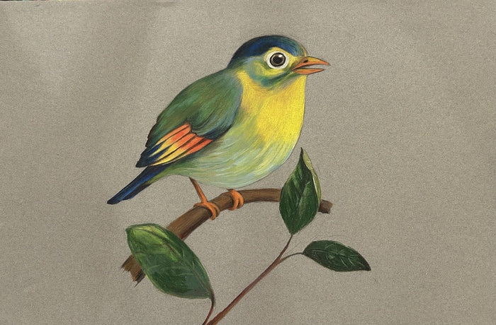 Red-Billed Leiothrix, 2025, colored pencils, 12 x 18 in. / 30.48 x 45.72 cm.