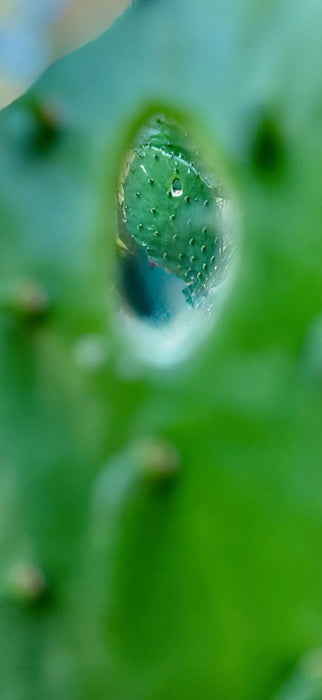 Cactus Holes, 2025, photography, 20 x 16 in. / 50.8 x 40.64 cm.