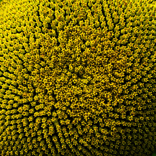 Sunrise Sunflower, 2024, photography, 32 x 32 in. / 81.28 x 81.28 cm.