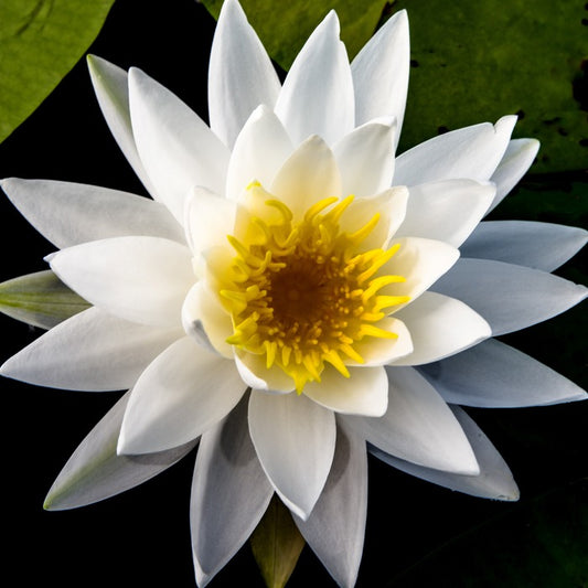 American Water Lily, 2025, photography, 32 x 32 in. / 81.28 x 81.28 cm.
