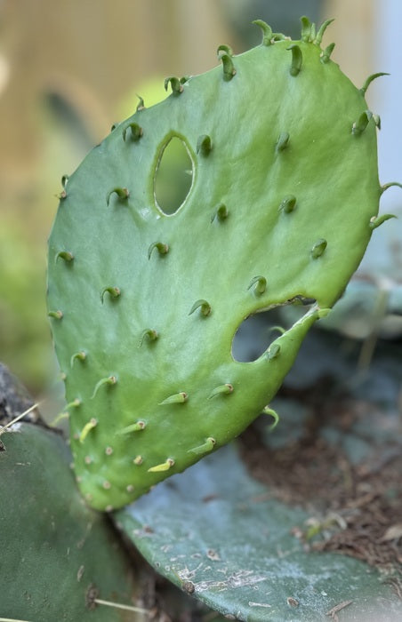 Slow & Steady Wins the Race, 2025, photography, 20 x 16 in. / 50.8 x 40.64 cm.