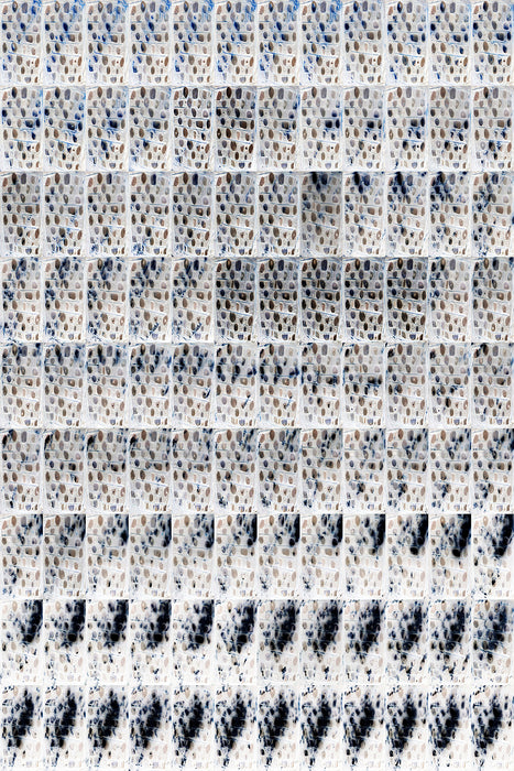 X-Rays of Plant Cells, 2016, digital photography, 36 x 24 in. / 91.44 x 60.96 cm.