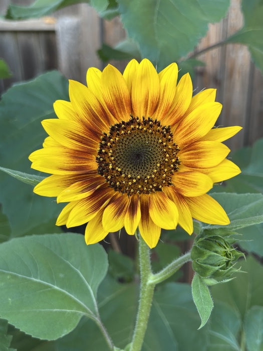 Sunflower June 1, 2025, photography, 22 x 17 in. / 55.88 x 43.18 cm.