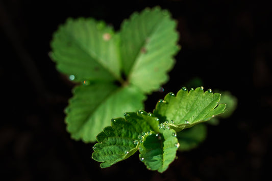 Morning Dew, 2025, photograph, 18 x 12 in. / 45.72 x 30.48 cm.