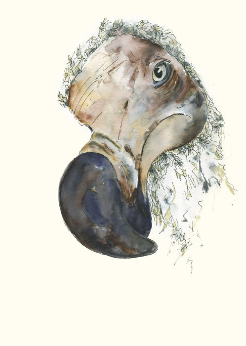 David The Dodo, 2024, watercolor, 11 x 16 in. / 27.94 x 40.64 cm.