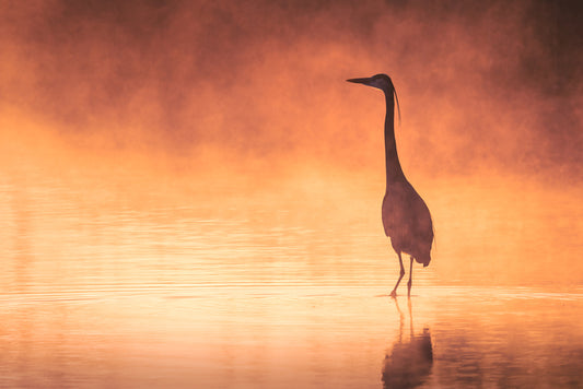 Heron in the Mist, 2025, photograph, 14 x 11 in. / 35.56 x 27.94 cm.