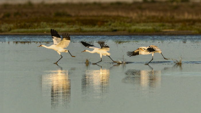 Whooping Cranes at Take-Off, 2024, photography, 13 x 24 in. / 33.02 x 60.96 cm.