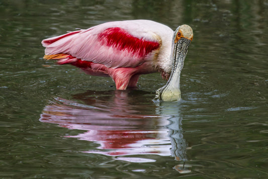 Roseate Spoonbill, 2024, photography, 16 x 24 in. / 40.64 x 60.96 cm.