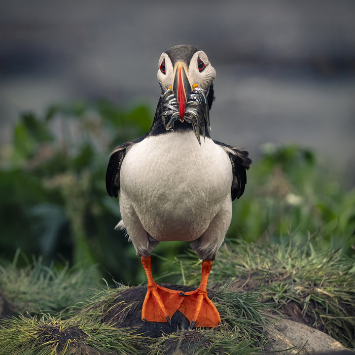 Puffin with a Mouthful, 2024, photography, 24 x 24 in. / 60.96 x 60.96 cm.