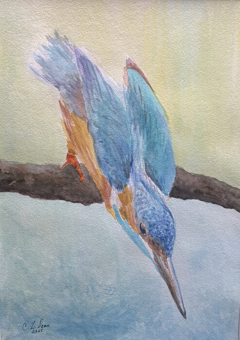 Common Kingfisher, 2024, watercolor, 14 x 10 in. / 35.56 x 25.4 cm.
