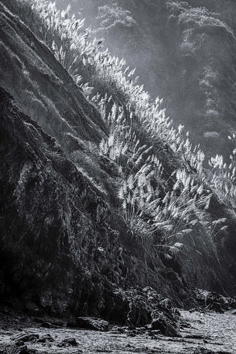 Grass and Mist, 2024, photography, 24 x 18 in. / 60.96 x 45.72 cm.
