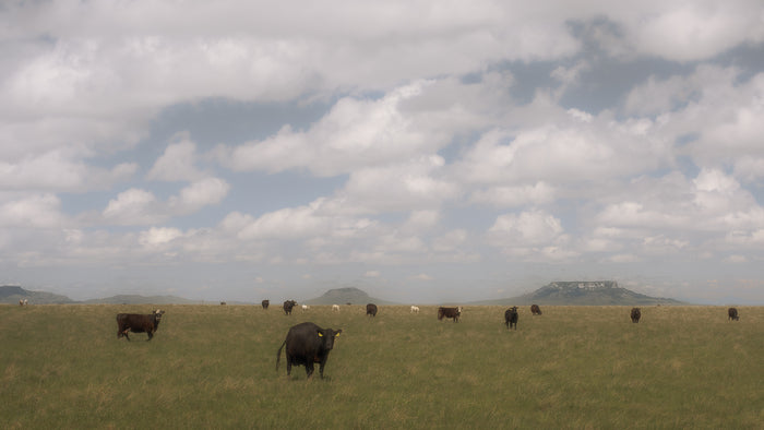 Cattle and Buttes, 2025, digital photography, 38 x 26 in. / 96.52 x 66.04 cm.