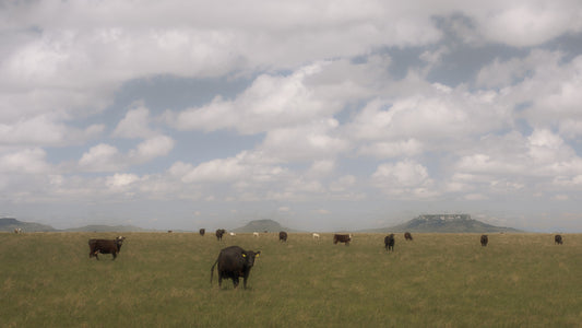 Cattle and Buttes, 2025, digital photography, 38 x 26 in. / 96.52 x 66.04 cm.