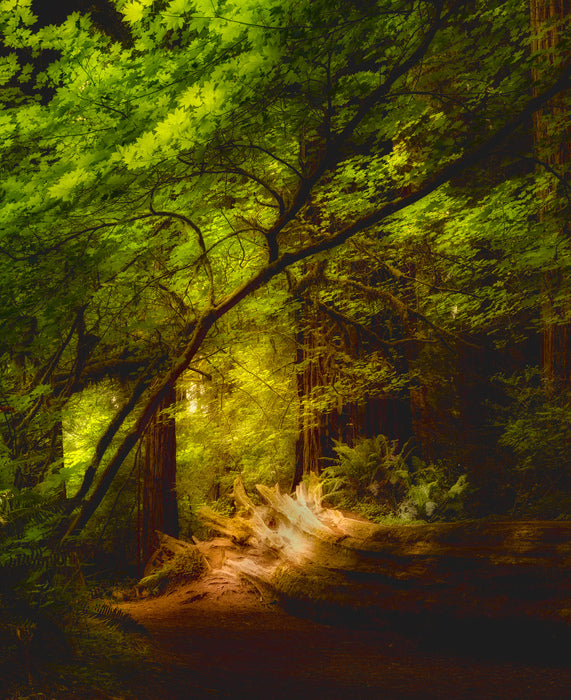 Light in the Redwoods, 2025, photography, 24 x 19 in. / 60.96 x 48.26 cm.