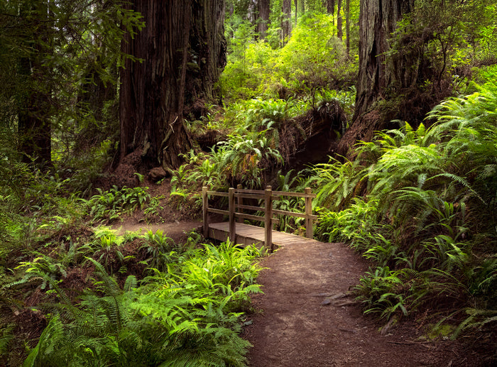 Bridge in the Redwoods, 2025, photography, 20 x 25 in. / 50.8 x 63.5 cm.