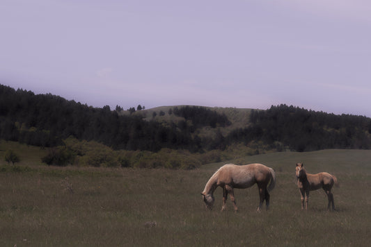 Mare and Foal, 2025, digital photograph, 38 x 26 in. / 96.52 x 66.04 cm.