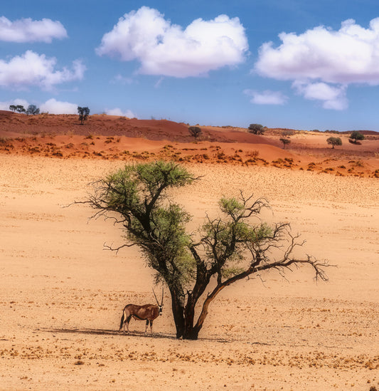 Searching for Shade in the Namibian Desert, 2025, photography, 20 x 20 in. / 50.8 x 50.8 cm.