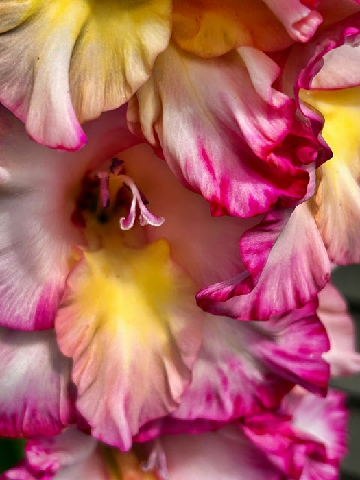 Bee Heaven, 2025, digital photography, 12 x 9 in. / 30.48 x 22.86 cm.