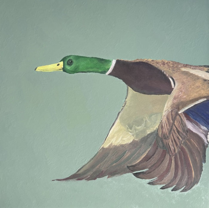 Milo the Mallard, 2025, oil on board, 16 x 16 in. / 40.64 x 40.64 cm.