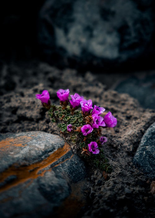 Life, 2023, photography, 36 x 24 in. / 91.44 x 60.96 cm.