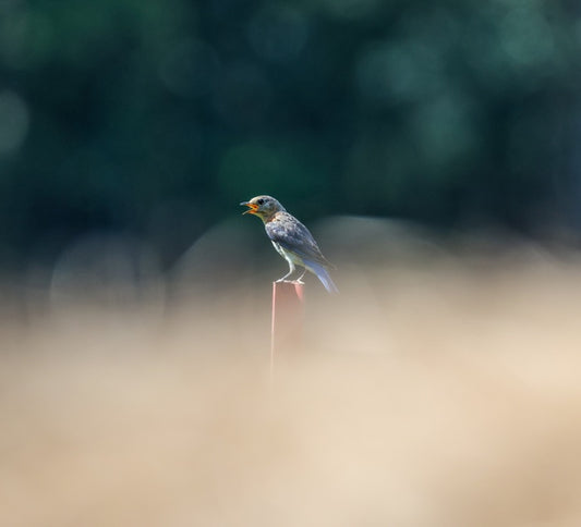 Bluebird Beyond the Bales, 2025, photography, 8 x 8 in. / 20.32 x 20.32 cm.