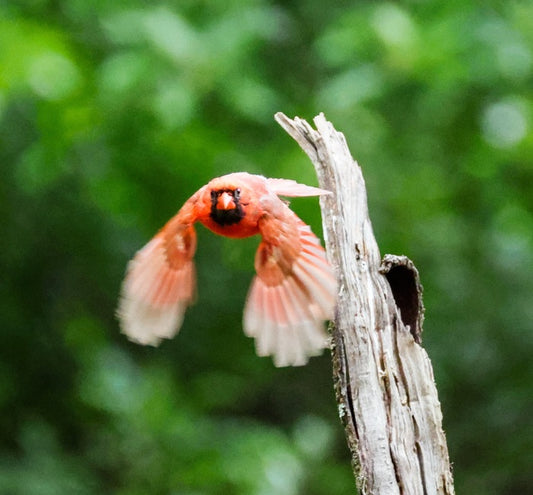 Cardinal Takeoff, 2025, photography, 8 x 8 in. / 20.32 x 20.32 cm.