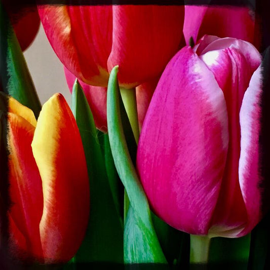 Tulips, 2025, photography, 6 x 6 in. / 15.24 x 15.24 cm.