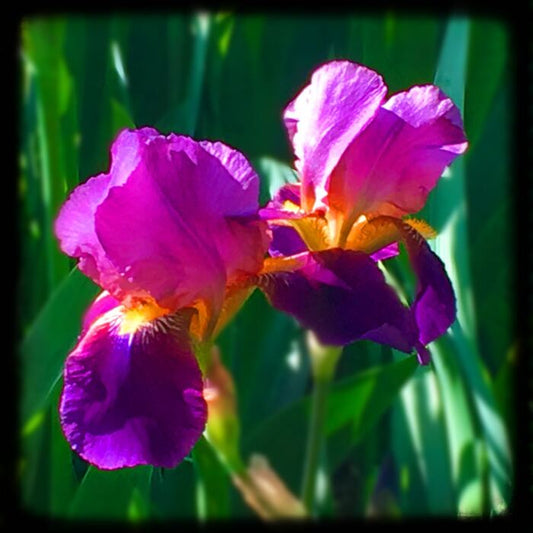 Iris, 2025, photography, 6 x 6 in. / 15.24 x 15.24 cm.