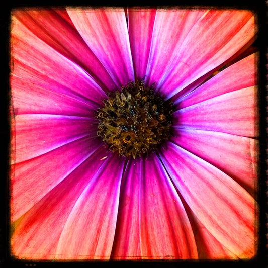 Pink/Orange Osteospermum, 2025, photography, 6 x 6 in. / 15.24 x 15.24 cm.