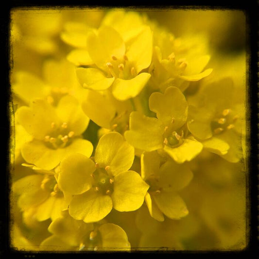 Basket of Gold, 2025, photography, 6 x 6 in. / 15.24 x 15.24 cm.
