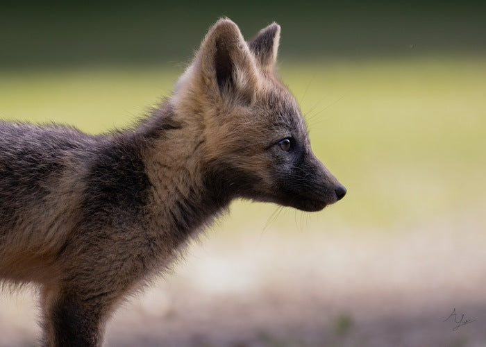 Fox Profile, 2025, digital photograph, 11 x 14 in. / 27.94 x 35.56 cm.