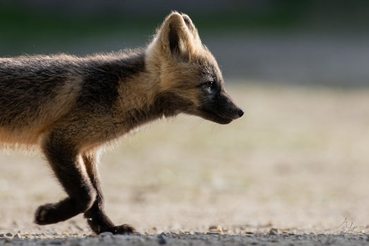 Fox Trot, 2025, digital photography, 11 x 14 in. / 27.94 x 35.56 cm.