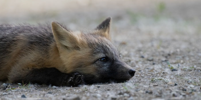 Laying Fox Pup, 2025, digital photograph, 11 x 14 in. / 27.94 x 35.56 cm.