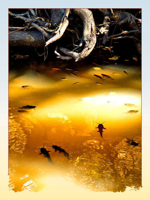 Catfished Again, 2025, digital photographic art print, 24 x 18 in. / 60.96 x 45.72 cm.