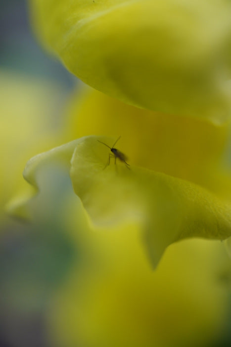 Abstraction in Nature #6, 2025, digital photography, 13 x 20 in. / 33.02 x 50.8 cm.