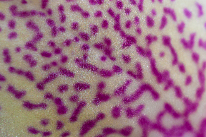 Abstraction in Nature #7, 2024, digital photography, 4 x 6 in. / 10.16 x 15.24 cm.