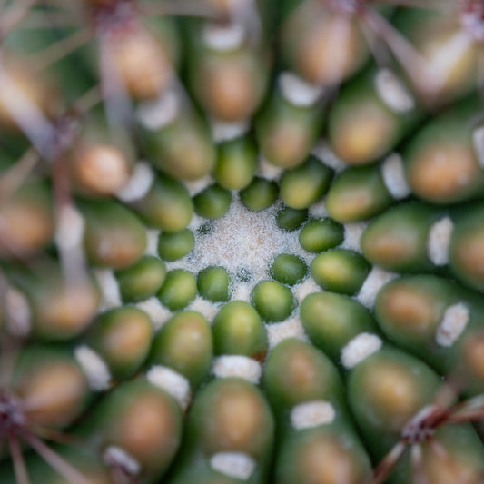 Abstraction in Nature #9, 2024, digital photography, 13 x 13 in. / 33.02 x 33.02 cm.