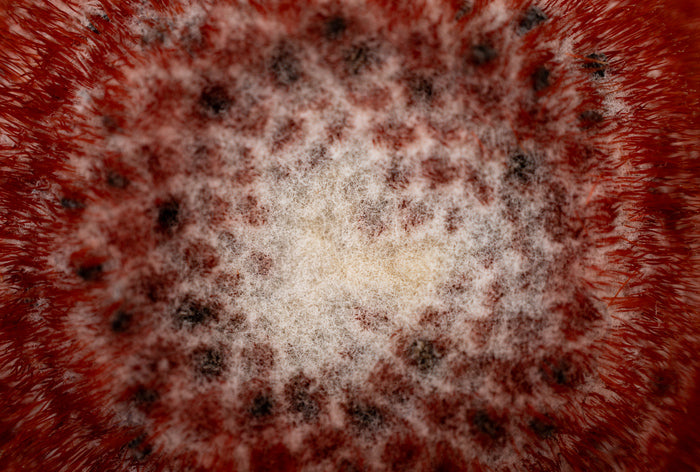 Abstraction in Nature #10, 2024, digital photography, 12 x 18 in. / 30.48 x 45.72 cm.