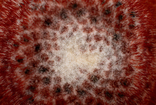 Abstraction in Nature #10, 2024, digital photography, 12 x 18 in. / 30.48 x 45.72 cm.