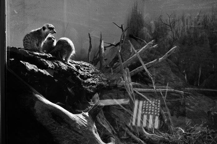 Meerkat Flag Caution, 2014, archival photo, 16 x 24 in. / 40.64 x 60.96 cm.