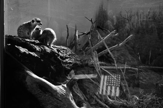 Meerkat Flag Caution, 2014, archival photo, 16 x 24 in. / 40.64 x 60.96 cm.